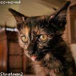 Elinore Greenfelder Profile Picture