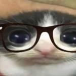 birdonline Profile Picture