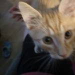 Joshua Ungos Profile Picture
