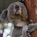 Koala Profile Picture