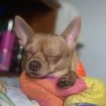 Pastelle Profile Picture