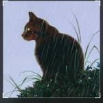 Patrick Gelvin Profile Picture