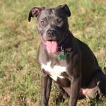 Love A Pit Rescue Profile Picture