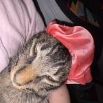 albzee Profile Picture