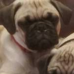 Patrick Lyon profile picture